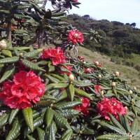 Rhododendron arboreum subsp. zeylanicum (Booth) Tagg